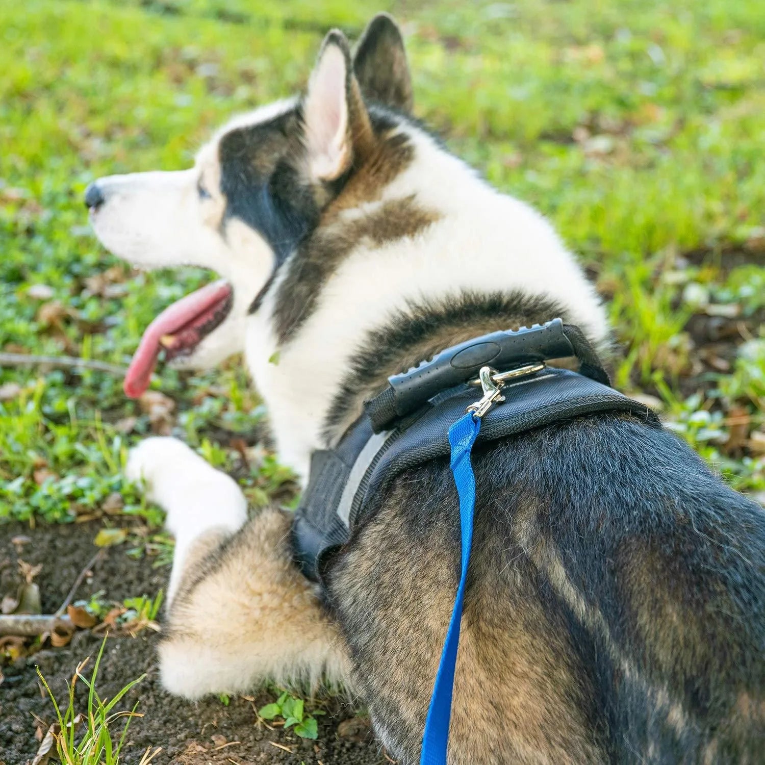 4.5-30M Long Dog Training Leash Black Durable Pet Recall Lead For Agility Camping Backyard Play Outdoor Dog Walking Rope Leash
